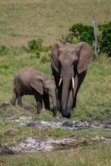 Fototapeta premium Elephant in National park of Kenya, Africa