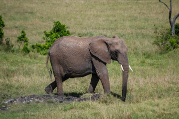 Fototapeta premium Elephant in Masai Mara Kenya
