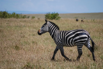 Naklejka premium Zebra Masai Mara Kenya Africa