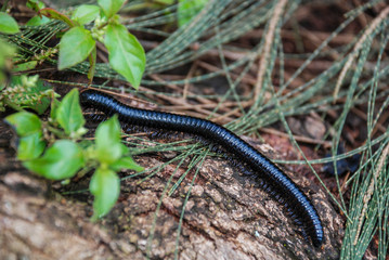 African millipede Kenya