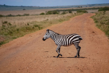 Fototapeta na wymiar Zebra Masai Mara Kenya Africa