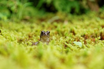 苔とカエル