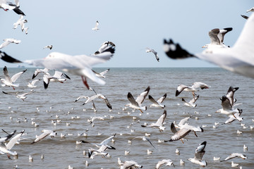 Closeup image of a flock of seagulls flying above the sea with blue sky background