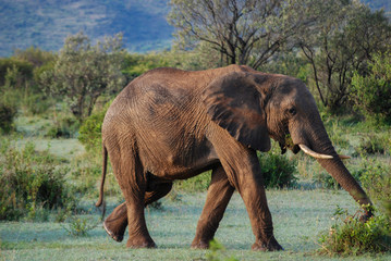 Naklejka na ściany i meble Elephant in National park of Kenya, Africa