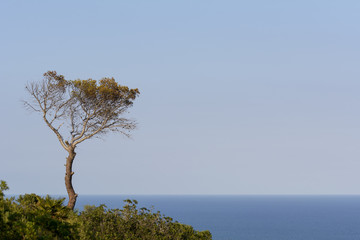 Árbol solitario en la Sierra de Irta junto al mar Mediterráneo. Castellón. España