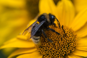 Bumblebee on False Sunflower