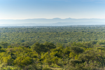 Fototapeta na wymiar Kruger National Park, Mpumalanga, South Africa