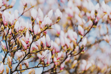 Nature background with pink magnolia flowers blossoming in spring