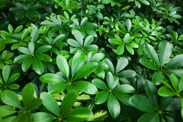 Fototapeta na wymiar Tropical rain-forest: tropical plant colony; natural pattern; 