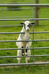 Obraz premium Goat looking through bars of gate