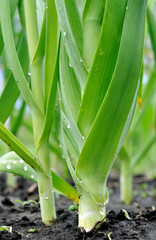 organically cultivated leek plantation in the vegetable garden after the watering, vertical 

composition
