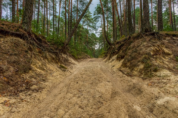 Fototapeta premium Roztocze National Park , Poland