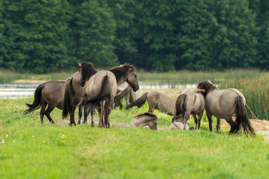 Horses , Stawy Echo , Roztocze National Park , Poland