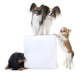 papillon dog and chihuahua