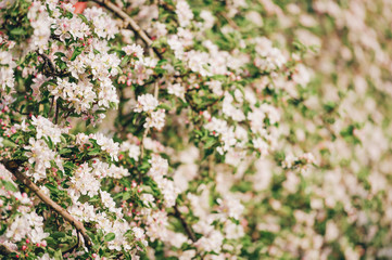 Blooming apple tree with large white flowers.Beautiful natural seasonsl background with apple tree's flowers.