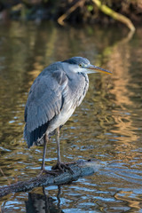 Grey heron , Ardea cinerea