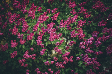 Toned image of beautiful purple Lilac tree blossoms