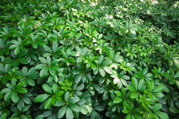 Fototapeta na wymiar Tropical rain-forest: tropical plant colony; natural pattern; 