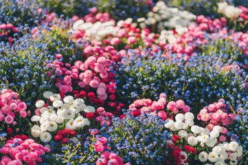 Colorful flowerbed with mixed spring flowers