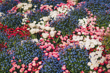 Colorful flowerbed with mixed spring flowers