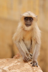 Portrait of a baby Gray Langur near Amber fort, Rajasthan, India