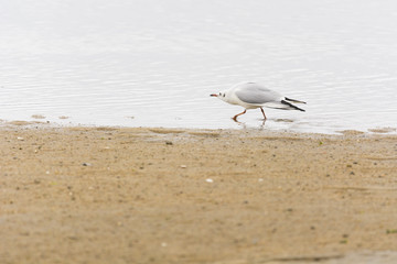 Black-headed gull (Chroicocephalus ridibundus)