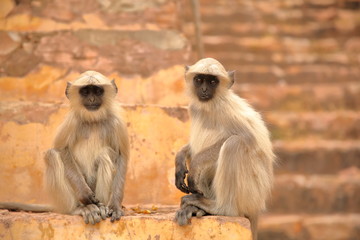 Portrait of two monkeys (Gray Langur) near Amber fort, Rajasthan, India