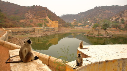 Fortified walls around Amber fort overlooking a lake with monkeys (Gray Langur) in the foreground,...