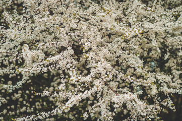 Nature background with white flowers blossoming in spring