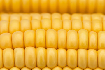 Yellow corn as a background.