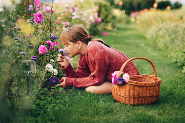 Pretty little girl working in autumn garden, child taking care of colorful chrysanthemum, gardener...
