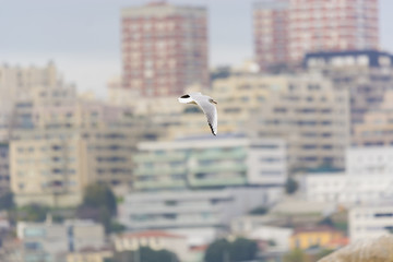 Black-headed gull flying in the city