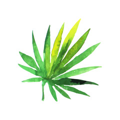 Green fan palm leaf hand drawn watercolor