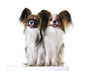 papillon dog in studio