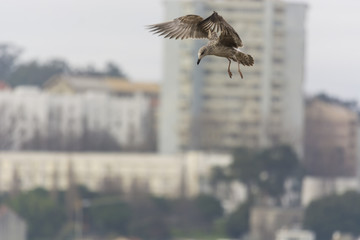 Young seagull flying