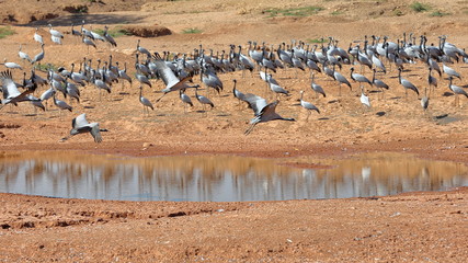 Demoiselle Cranes (Grus virgo) at Kichan village, Rajasthan, India