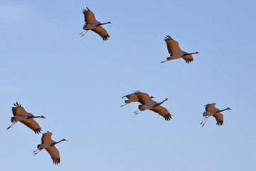 A flock of Demoiselle Cranes (Grus virgo) flying above Kichan village, Rajasthan, India