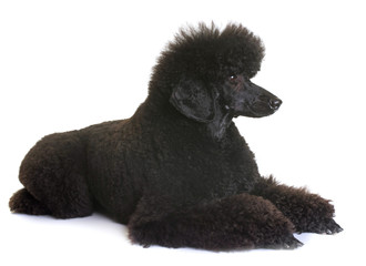 black dwarf poodle