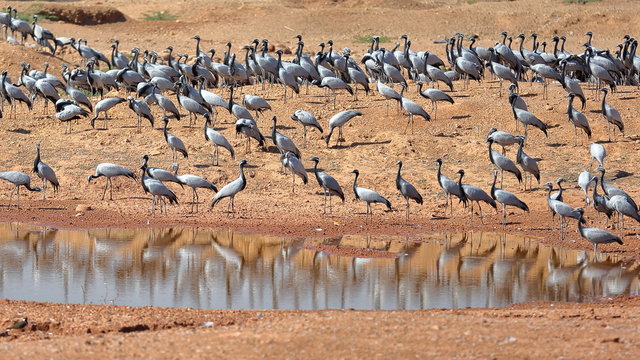 Demoiselle Cranes (Grus virgo) at Kichan village, Rajasthan, India