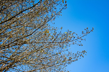 Details of tree branch on the blue sky