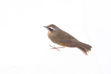 Luscinia calliope, white background, close-up