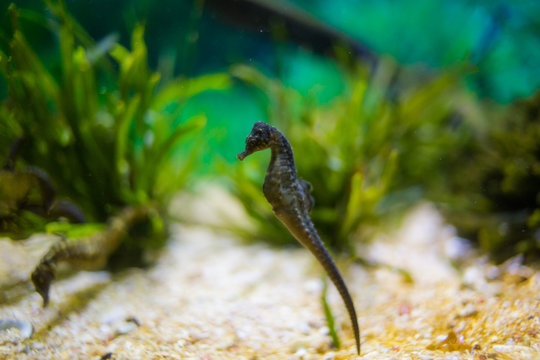Close up image of seahorses in an aquarium