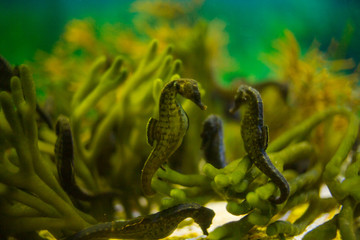 Close up image of seahorses in an aquarium
