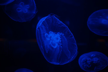 Close up image of a moon jellyfish in an aquarium under blue lights