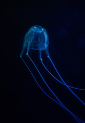 Close up image of a box jellyfish in an aquarium under blue lights