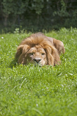 Fototapeta premium Young male african lion lying in the grass