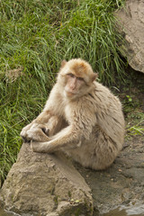 Barbary macaque sitting on a rock