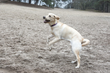 Labrador pup speelt op zandvlakte