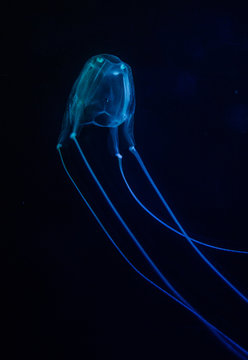Close up image of a box jellyfish in an aquarium under blue lights