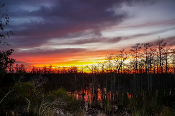 Fototapeta premium stunning sunrise in the swamp